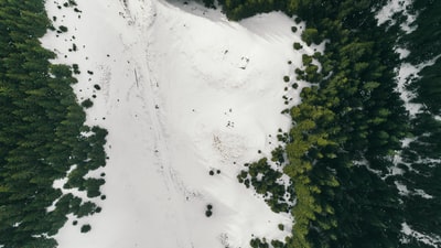 松树之间鸟瞰图摄影的雪
